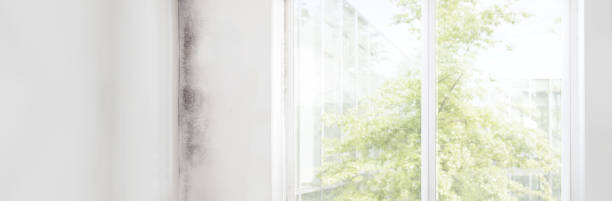 Mold Remediation for Vacation Homes in Myrtle Point, OR