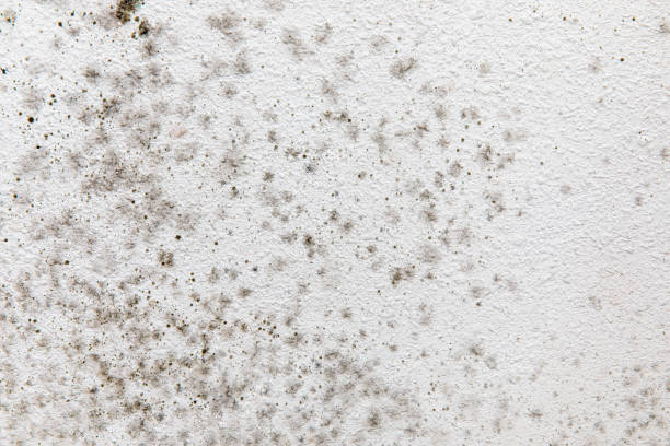 Best Airborne Mold Testing  in Myrtle Point, OR
