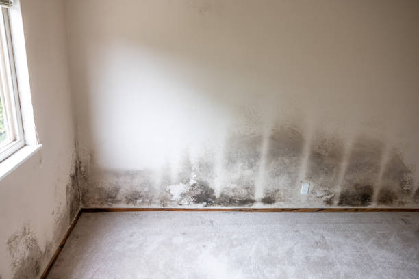 Best Industrial Mold Remediation  in Myrtle Point, OR